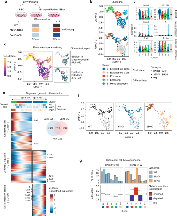 DNMT3B supports meso-endoderm differentiation from mouse embryonic stem cells
