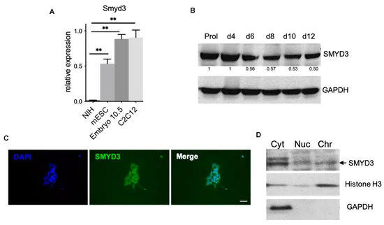 The Lysine Methylase SMYD3 Modulates Mesendodermal Commitment during Development