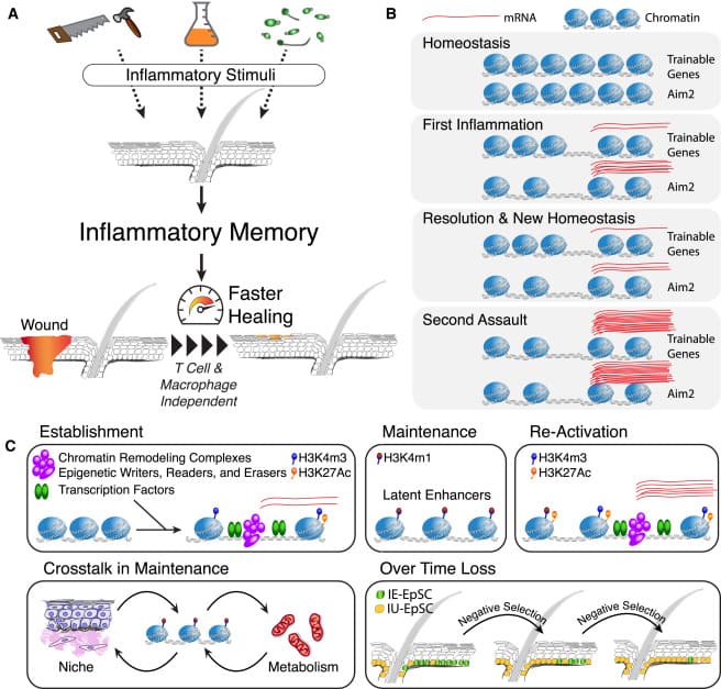 Locked and Loaded: Inflammation Training Prepares Skin Epithelial Stem Cells for Trauma